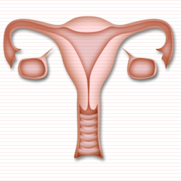 Gynecology, reproductive, uterus icon | Icon search engine
