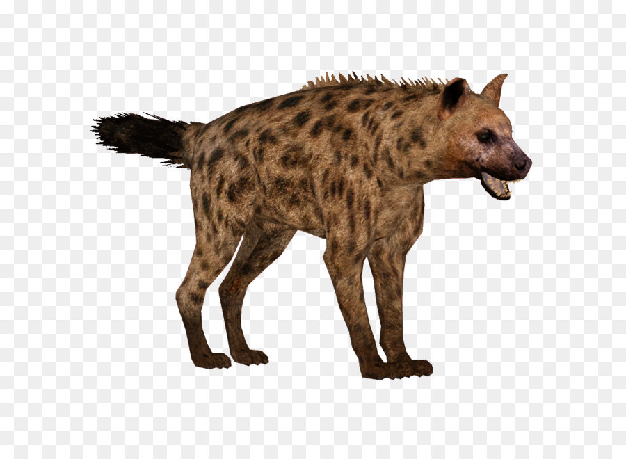 spotted-hyena # 138392