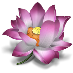 Lotus family,Flowering plant,Petal,Lotus,Flower,Sacred lotus,Aquatic plant,Pink,Violet,Plant,water lily,Purple,Botany,Proteales,Clip art,Graphics,Magenta