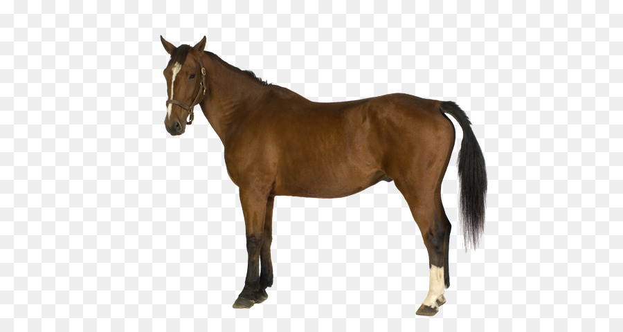 mustang-horse # 152574