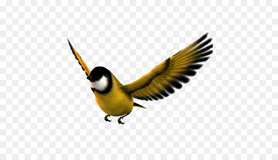 Bird,Beak,Chickadee,Songbird,Wing,Perching bird,Tail,Finch,Wildlife,Old World flycatcher,European Swallow