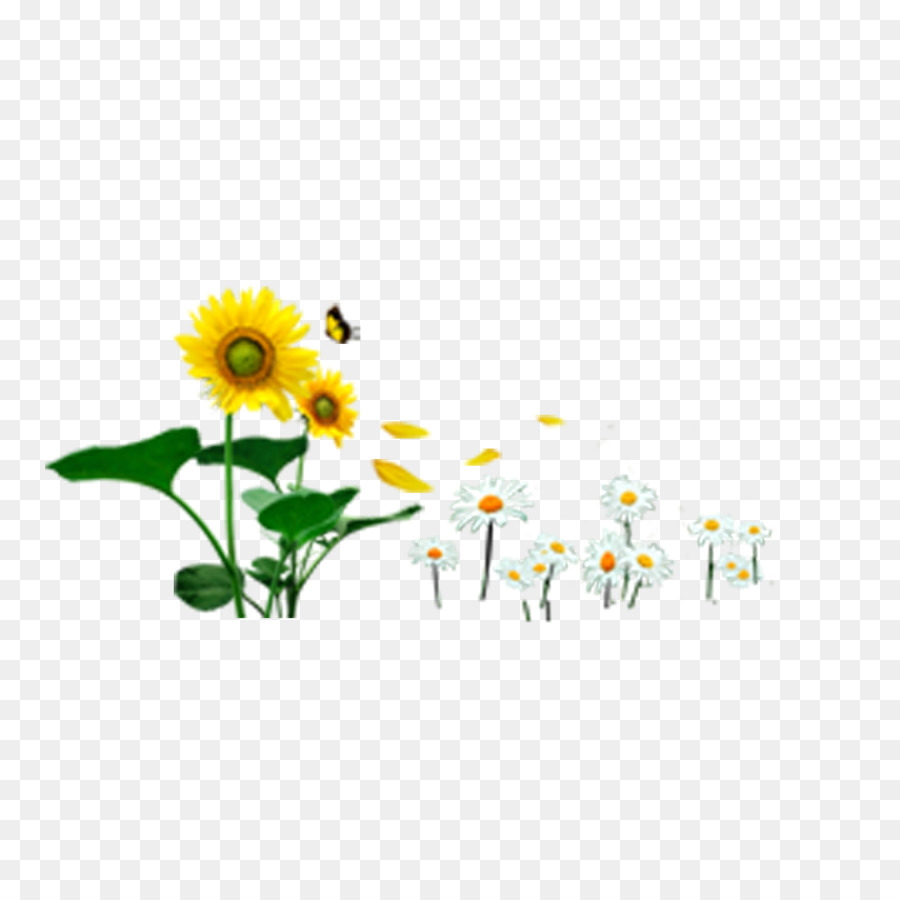 Flower,Yellow,Plant,chamomile,Sunflower,sunflower,Botany,Flowering plant,Wildflower,camomile,Daisy family,Floral design,Graphics,Petal,Clip art,mayweed