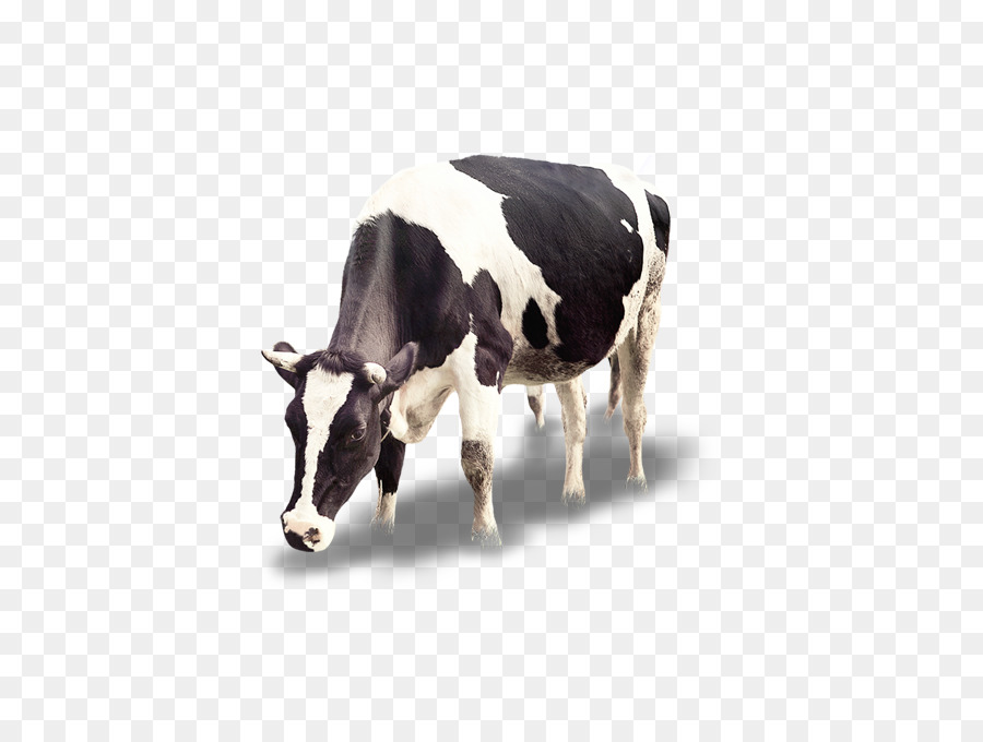 dairy-cow # 152832