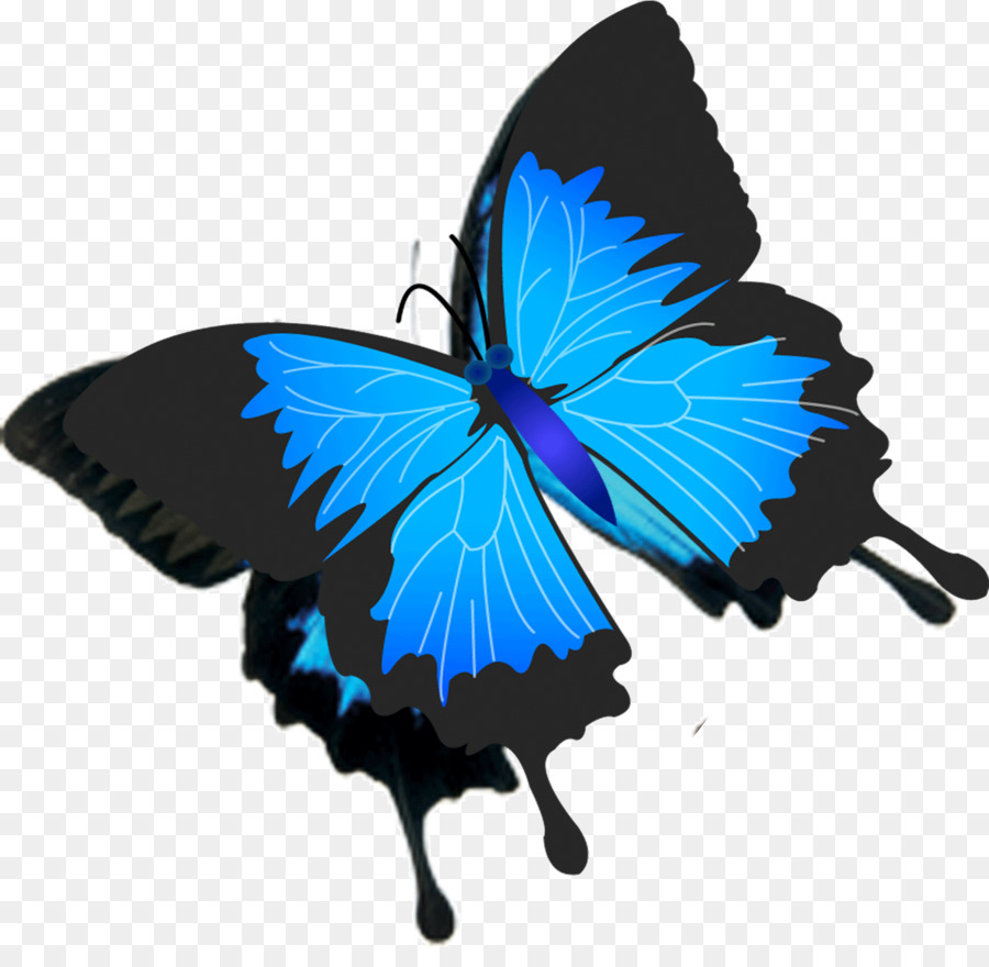 Butterfly,Insect,Moths and butterflies,Clip art,Pollinator,Graphics,Wing,Invertebrate,Lycaenid,Graphic design