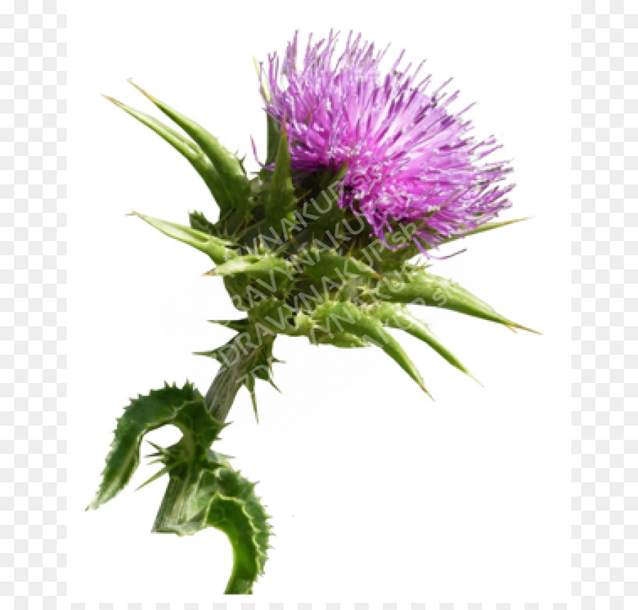 Flower,Thistle,Flowering plant,European marsh thistle,Plant,Spear thistle,Artichoke thistle,Cynara,Silybum,Noxious weed,creeping thistle,Burdock,Greater burdock,Distaff thistles,Daisy family,Asterales,Aster,Herbaceous plant