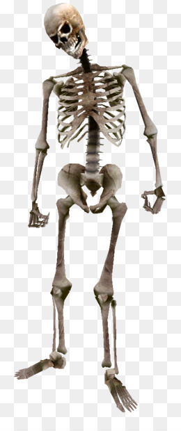 skeleton # 157846