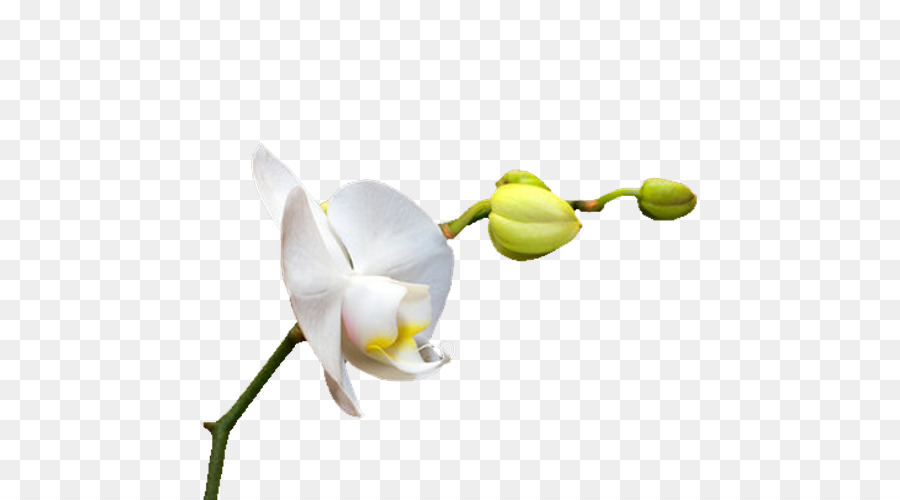 orchid # 157892