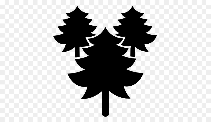 Leaf,Tree,White pine,Colorado spruce,Pine,oregon pine,Woody plant,Pine family,Conifer,Plant,Fir,Illustration,Christmas tree,Evergreen,Black-and-white,American larch