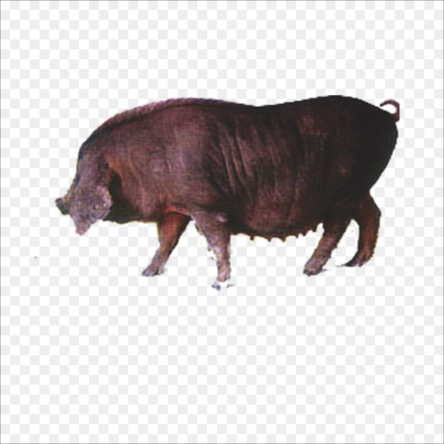 Livestock,Domestic pig,Snout,Suidae,Bison,Boar,Illustration,Bovine