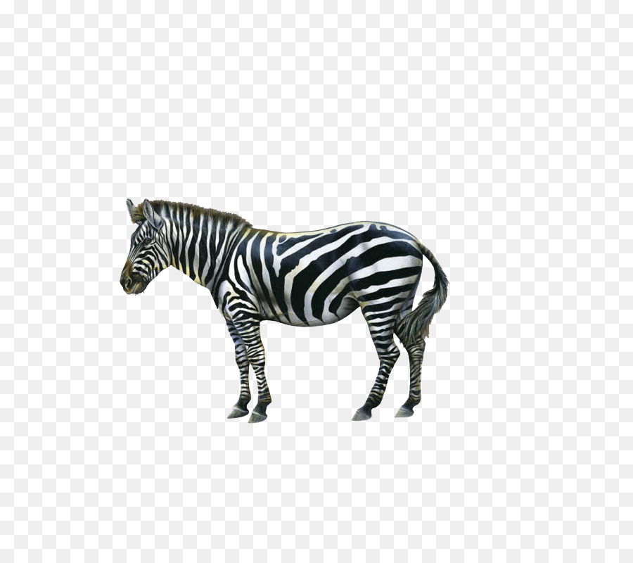 zebra # 255538