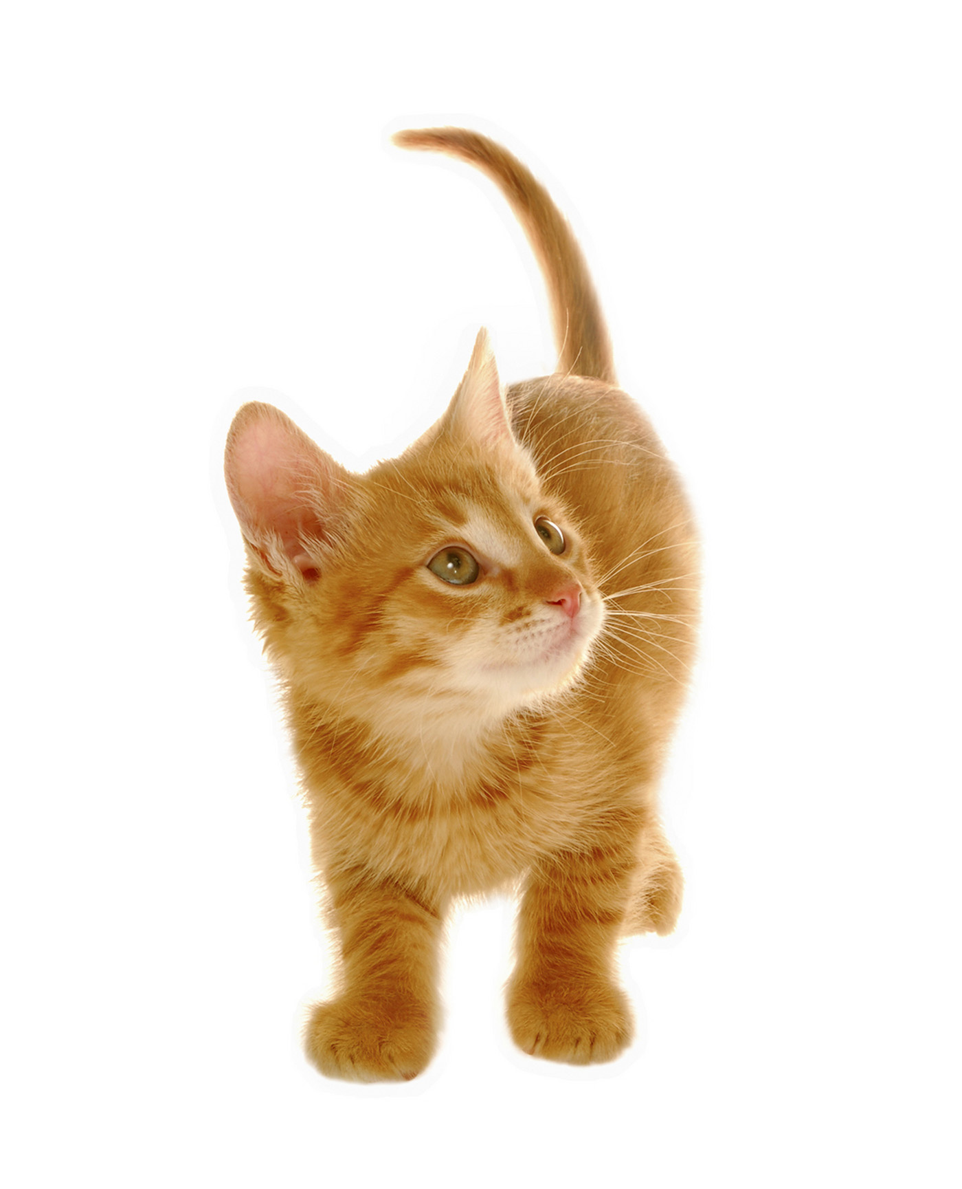 Cat Icon Kitty Vector Stock Vector 486826744 - 