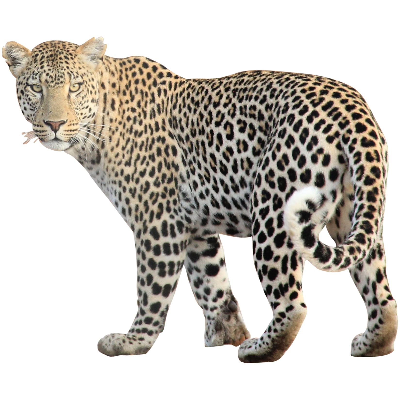 Leopard icons | Noun Project