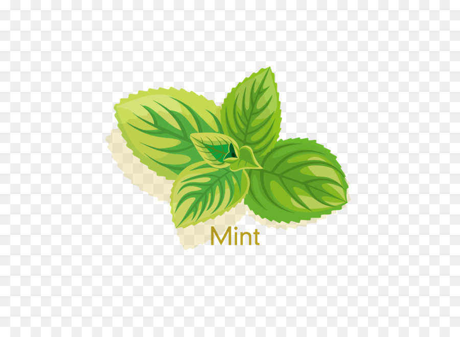 Leaf,Green,Plant,Botany,Flower,Basil,Mint,Flowering plant,Herb,Lemon basil,Illustration