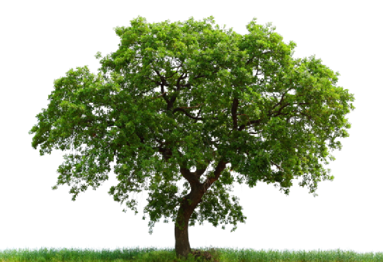 californian-white-oak # 165869