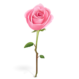 Flower,Garden roses,Pink,Rose,Floribunda,Cut flowers,Rose family,Plant,Hybrid tea rose,Petal,Flowering plant,Botany,Rosa ?� centifolia,Plant stem,Pedicel,Rose order,Bud,Camellia