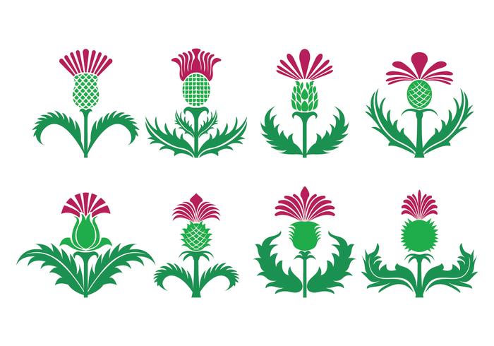 Thistle Stock Vectors, Royalty Free Thistle Illustrations 