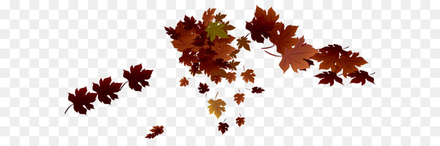 Leaf,Maple leaf,Tree,Black maple,Plant,Plane,Woody plant,Sweet gum,Maple,Autumn,Deciduous,Illustration,Flowering plant,Flower