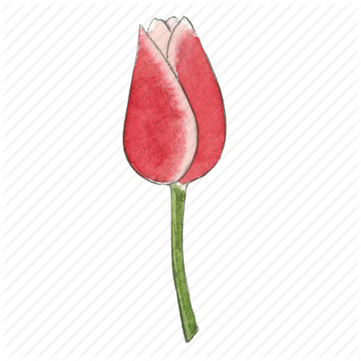Tulip,Flower,Pink,Plant,Botany,Anthurium,Petal,Bud,Lily family,Plant stem,Illustration,Flowering plant,Pedicel