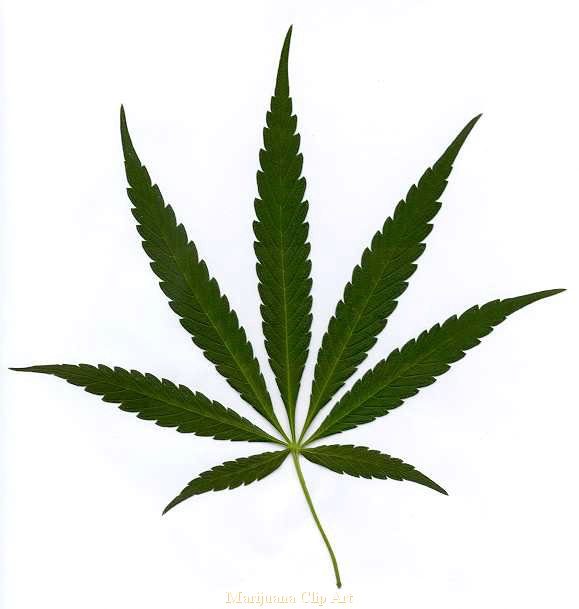 Weed.png icon download - iConvert Icons